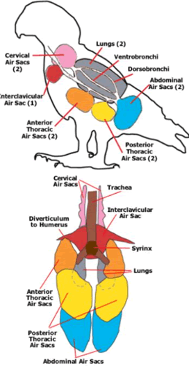 Respiratory system: Air sacs