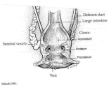 Compartments of the Cloaca