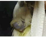 Abdominal Hernia in a Sulfur-crested cockatoo