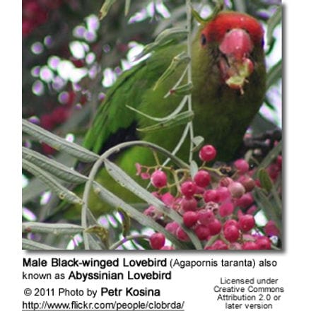 Male Black-winged Lovebird (Agapornis taranta) also known as Abyssinian Lovebird
