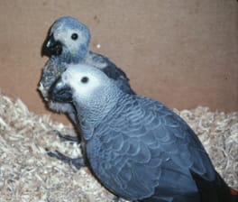 African Grey juveniles