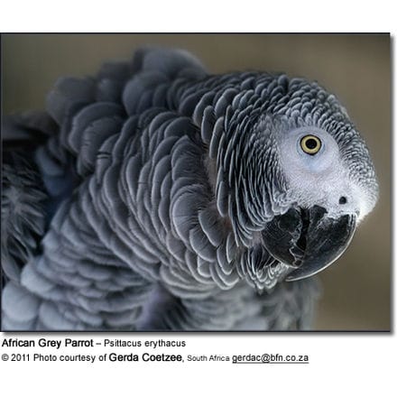 African Grey Parrot – Psittacus erythacus
