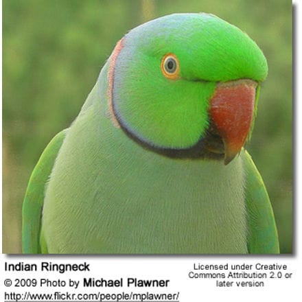 Indian Ringneck Parrot - Pet Radio Magazine