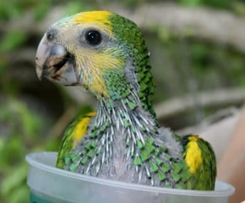 Amazon Parrot Chick