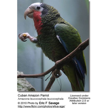 Cuban Amazon Parrots (Amazona leucocephala leucocephala)