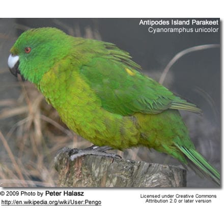 Antipodes Island Parakeet 