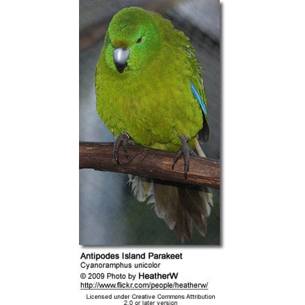 Antipodes Island Parakeet