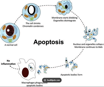 Apoptosis definition, cell apoptosis pathway, steps ...
