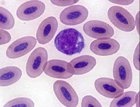 Avian Red Blood cells,