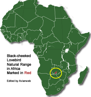 Black-cheeked Lovebird Natural Range