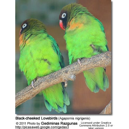 Black-cheeked Lovebirds (Agapornis nigrigenis)