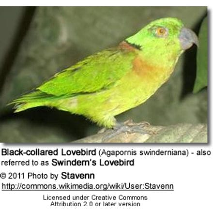 Black-collared Lovebird (Agapornis swinderniana) - also referred to as Swindern’s Lovebird