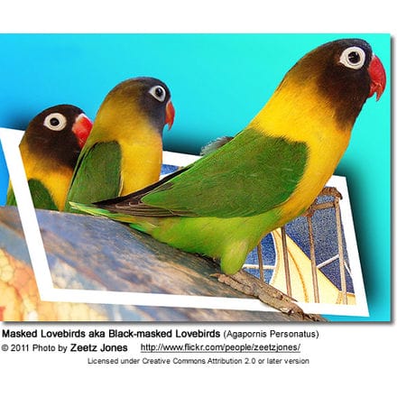 african lovebirds breeding information