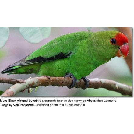 Male Black-winged Lovebird (Agapornis taranta) also known as Abyssinian Lovebird
