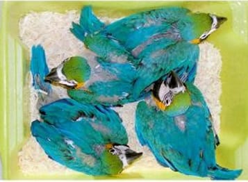 Image 6:   When neonates are raised together, as in the case of these blue-and-gold macaws (Ara ararauna) , the risks of abnormal behavioral development are decreased  (image courtesy Lorenzo Crosta in Speer: Current Therapy in Avian Medicine and Surgery). 