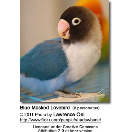 Blue Masked Lovebird (A personatus) 