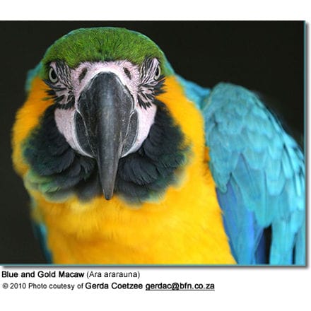 Blue and Gold Macaw (Ara ararauna)