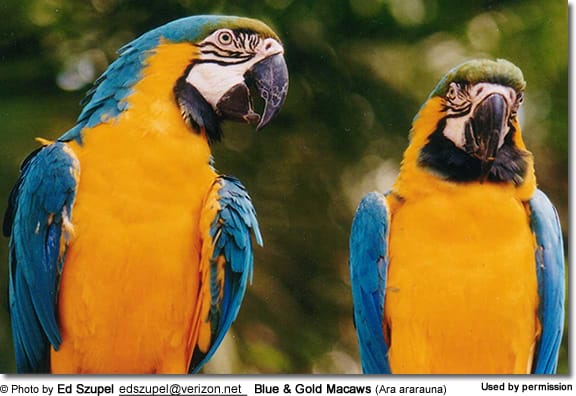 Blue and Gold Macaws (Ara ararauna)
