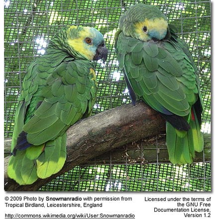 Blue-fronted Amazon Pair