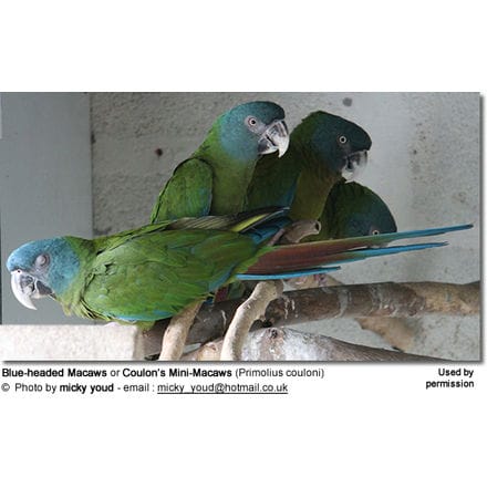 Blue-headed Macaws