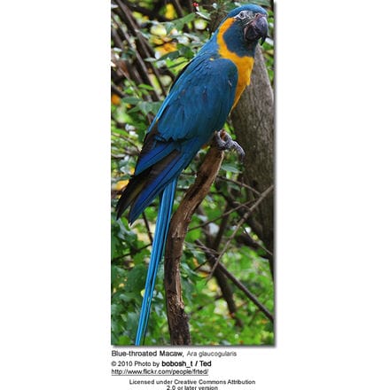 Blue-throated Macaw, Ara glaucogularis