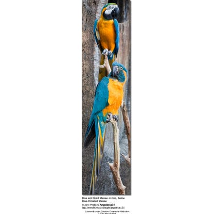 Blue and Gold Macaw and Blue-throated Macaw