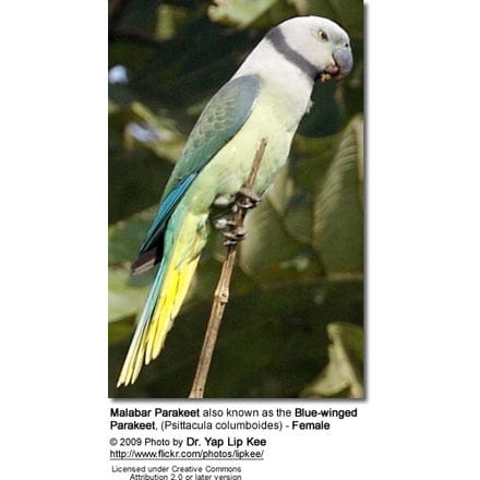 Malabar Parakeet also known as the Blue-winged Parakeet, (Psittacula columboides)
