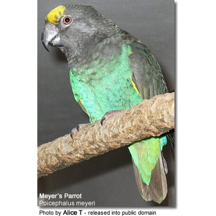 Meyer's Parrots or Brown Parrots (Poicephalus meyeri)
