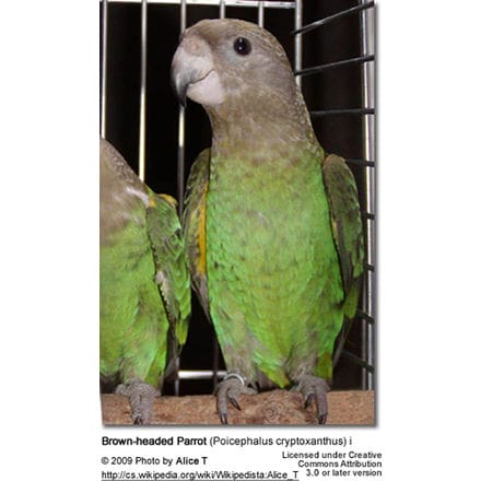 Brown-headed Parrot (Poicephalus cryptoxanthus) i