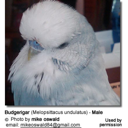 Budgerigar (Melopsittacus undulatus) - Male