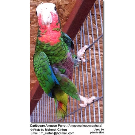 Caribbean Amazon Parrot (Amazona leucocephala)