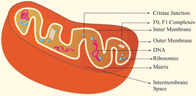 Cell structure and mitochondria
