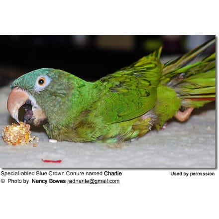 Special-abled Blue Crown Conure named Charlie