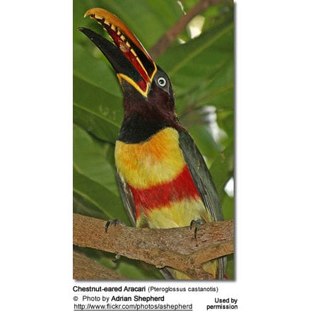 Chestnut-eared Aracari (Pteroglossus castanotis)
