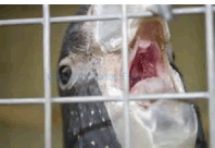 Choanal slit and papillae