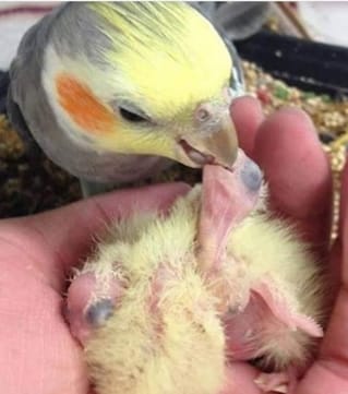 Cockatiel feeding chicks
