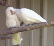 Breeding Pair of Cockatoos