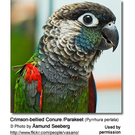 Crimson-bellied Conure /Parakeet (Pyrrhura perlata)