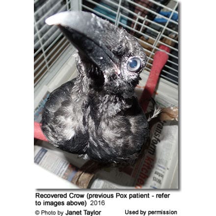 Crow - recovered from Avian Pox