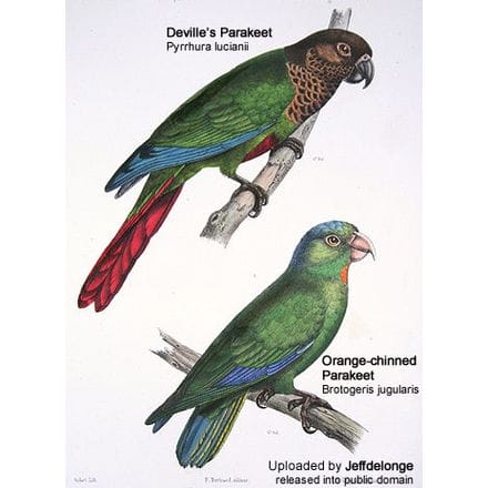 Deville's Conure