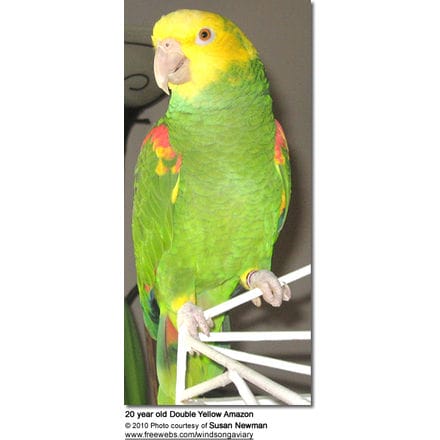 Double Yellow Amazon