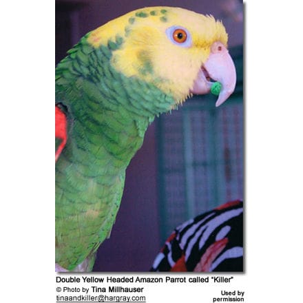 Double Yellow Headed Amazon Parrot called “Killer”