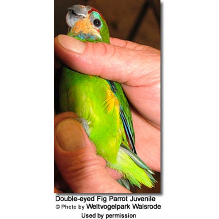 Double-eyed Fig Parrot Juvenile 