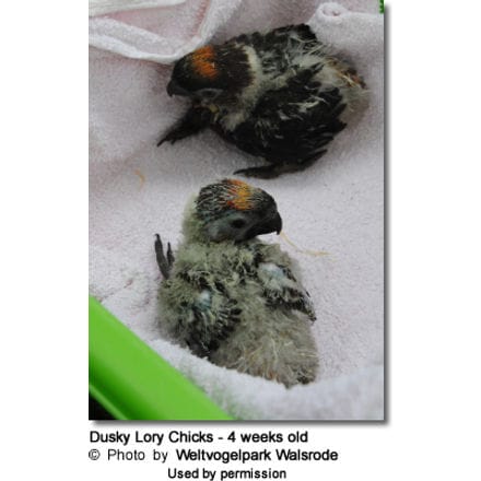 Dusky Lory Chicks - 4 weeks old