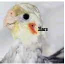 Cockatiel "Ear"