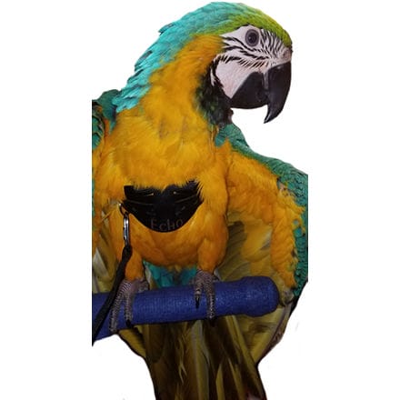 EZ Bird Harness - Blue & Gold Macaw
