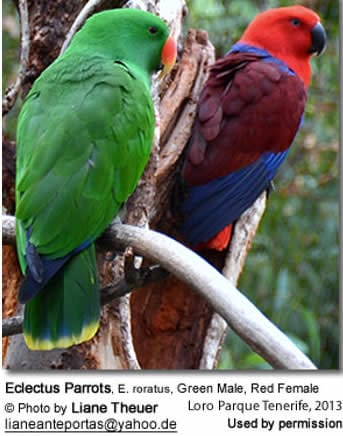 Male (green) and Female (red) Eclectus Parrots