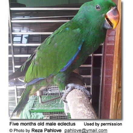 Five months old male eclectus