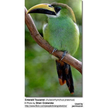 Emerald Toucanet (Aulacorhynchus prasinus) 