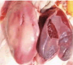 Fatty Liver Disease in Birds